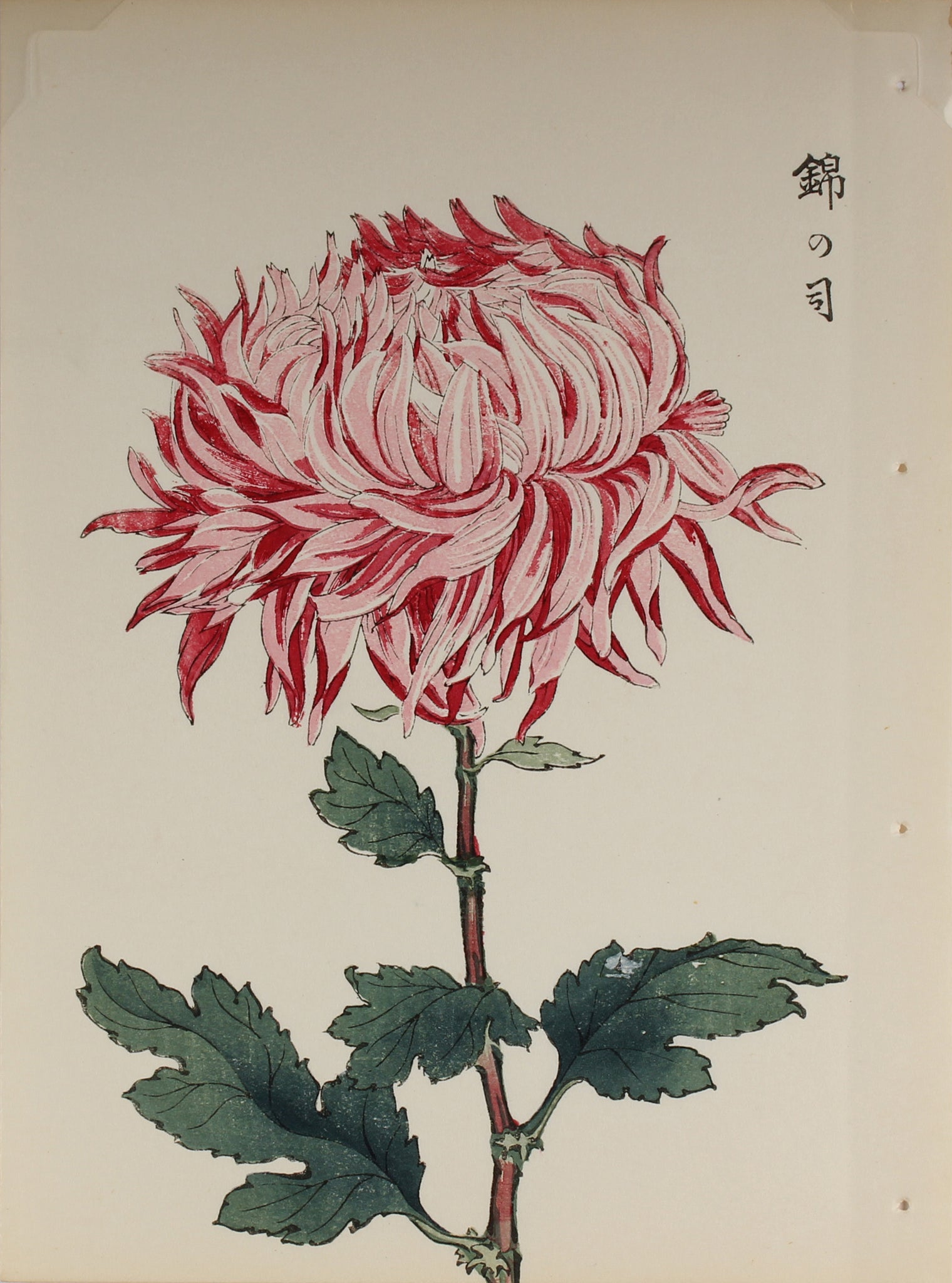 100 chrysanthemums by Keika - p61