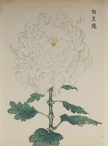 100 chrysanthemums by Keika - p62
