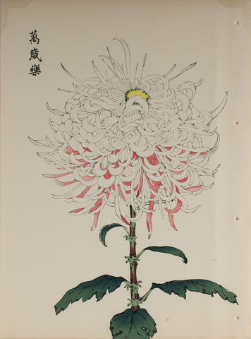 100 chrysanthemums by Keika - p63