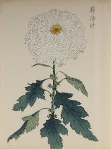 100 chrysanthemums by Keika - p64
