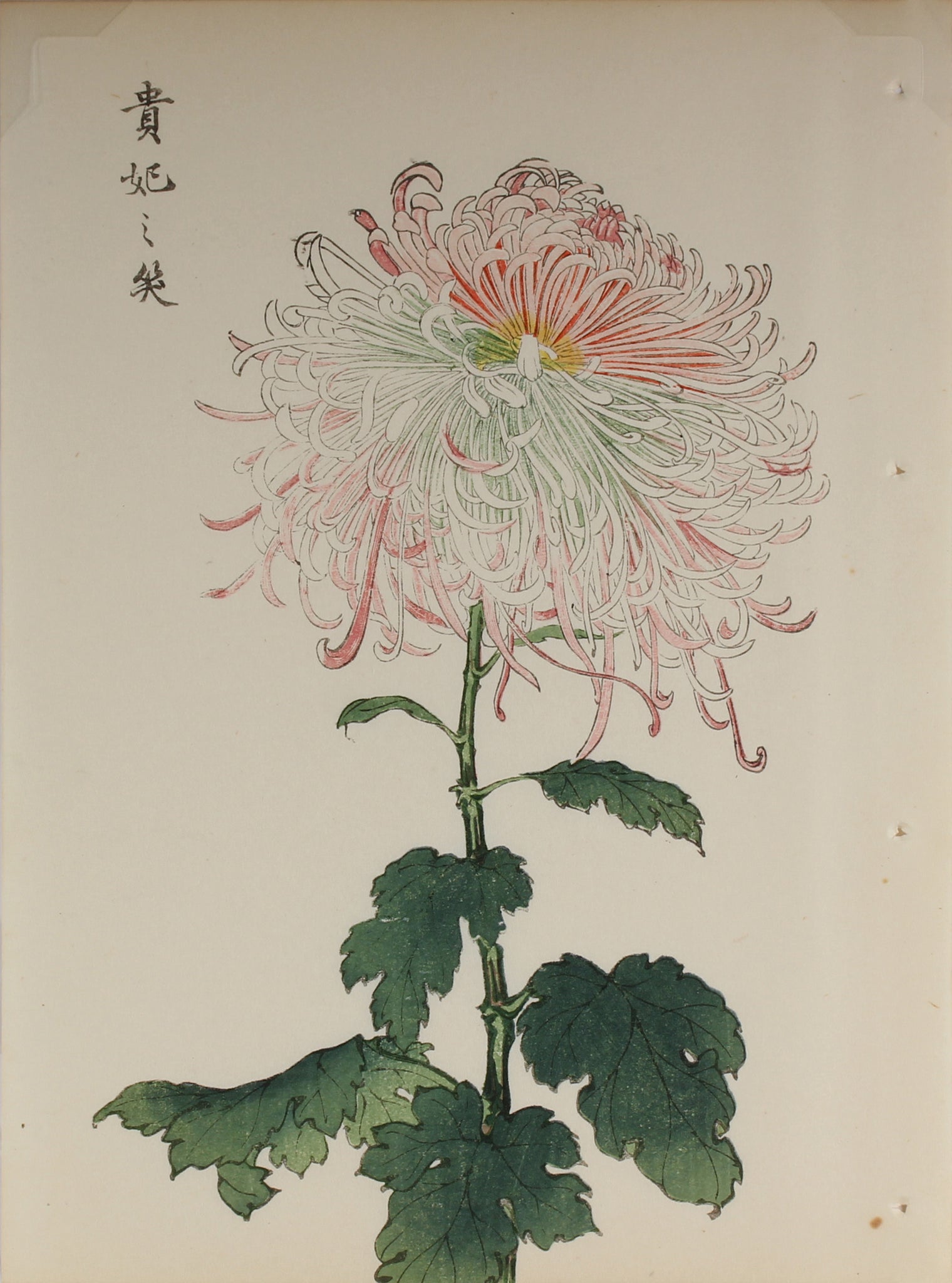 100 chrysanthemums by Keika - p65