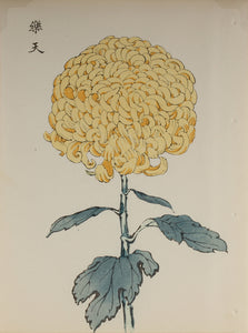 100 chrysanthemums by Keika - p66