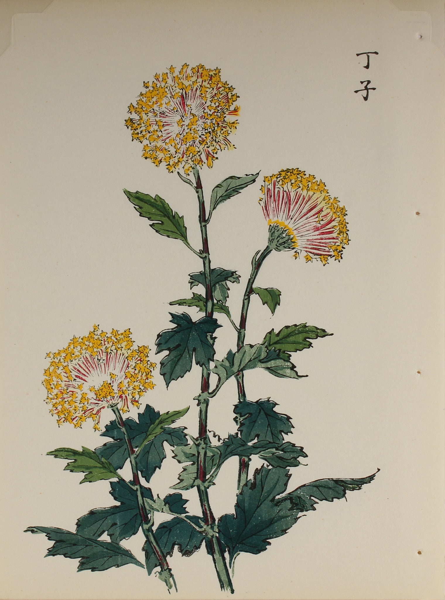 100 chrysanthemums by Keika - p7