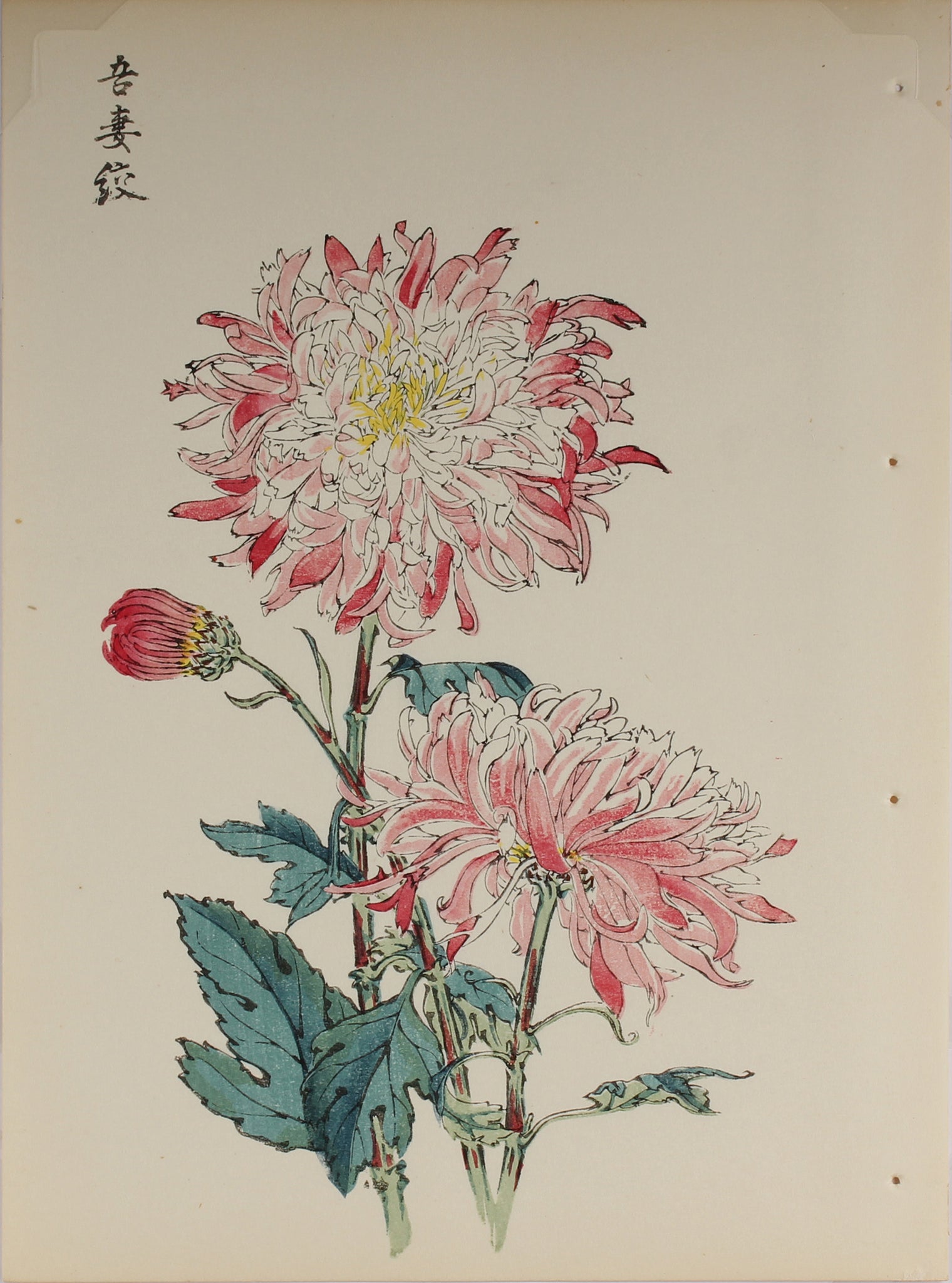 100 chrysanthemums by Keika - p8