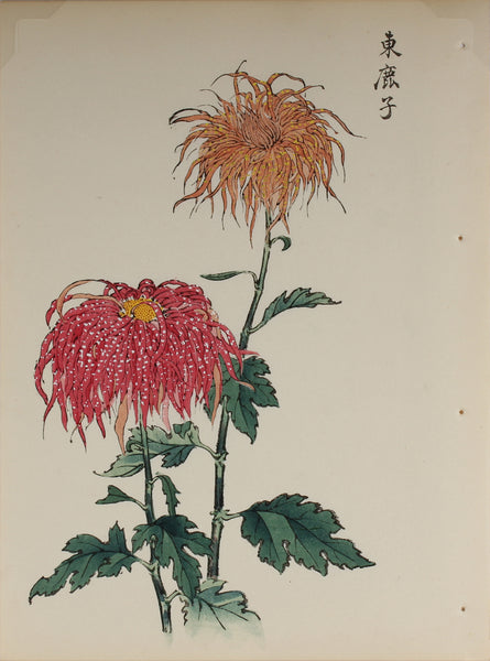 100 chrysanthemums by Keika - p9