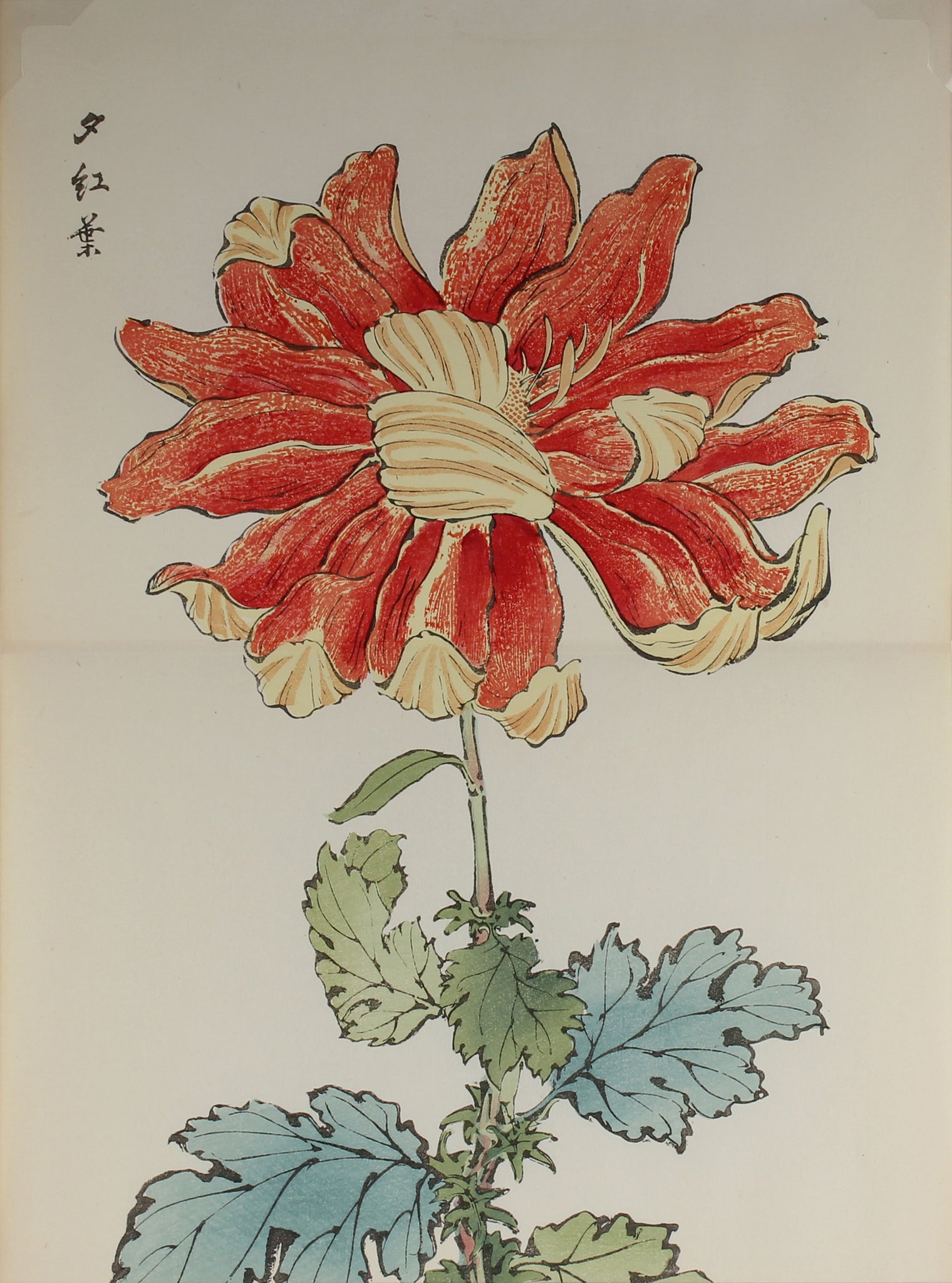 100 chrysanthemums by Keika - p68