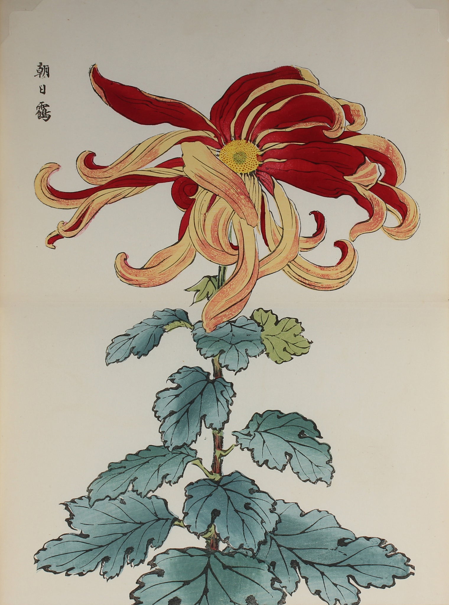 100 chrysanthemums by Keika - p69