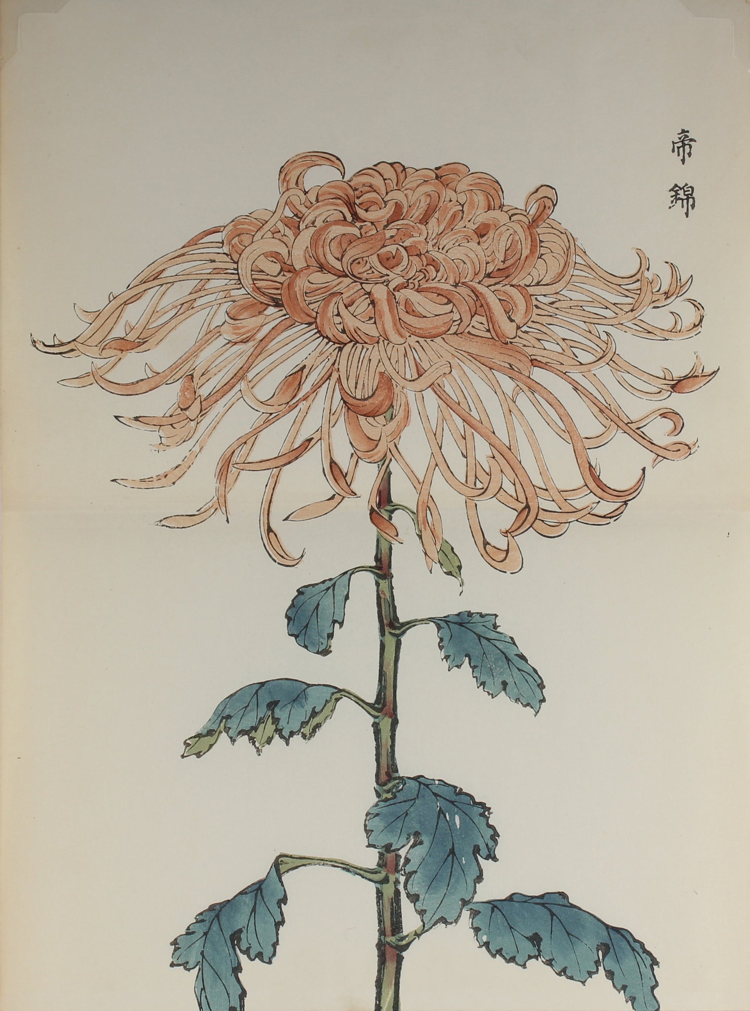 100 chrysanthemums by Keika - p70