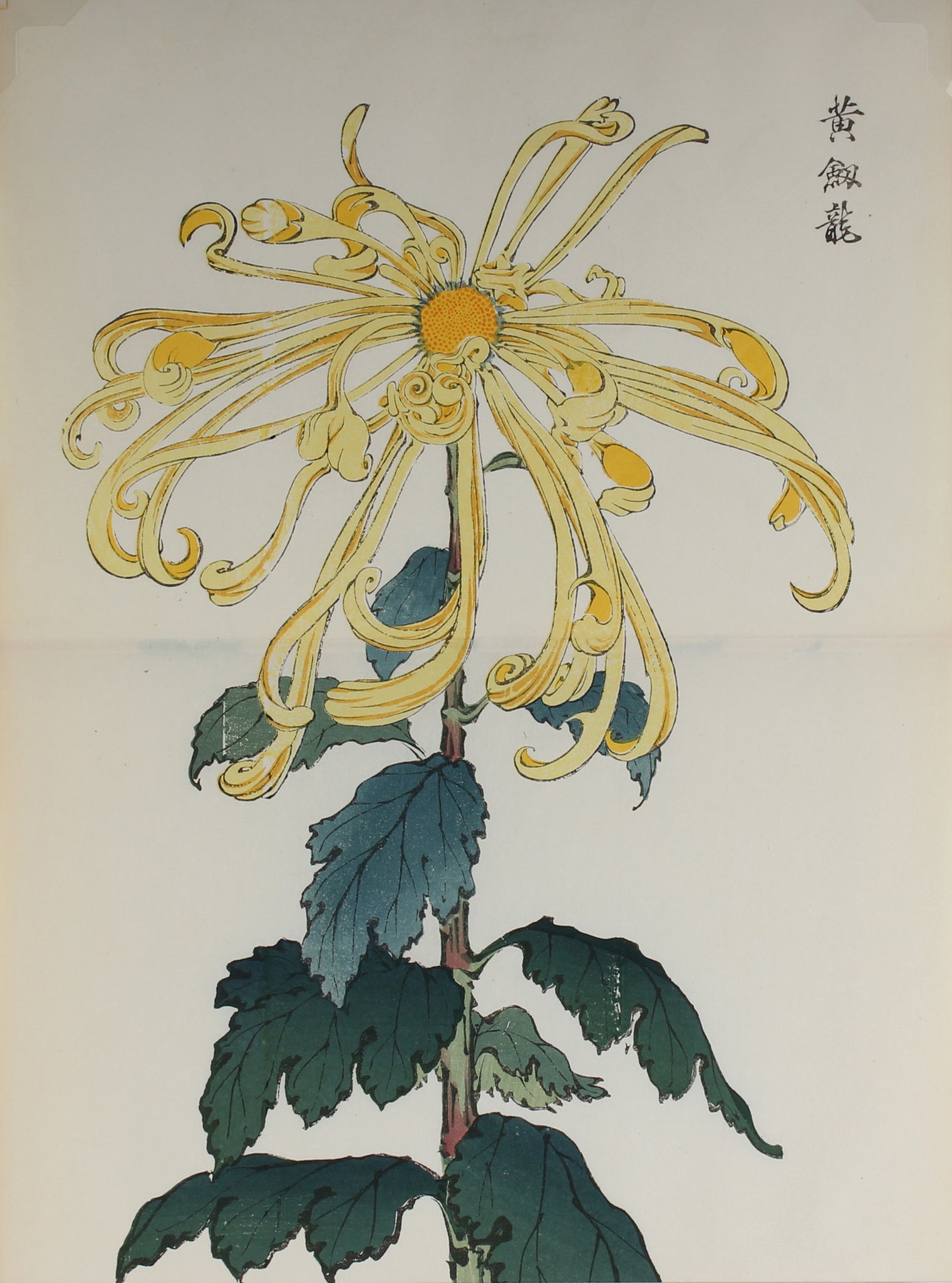 100 chrysanthemums by Keika - p71