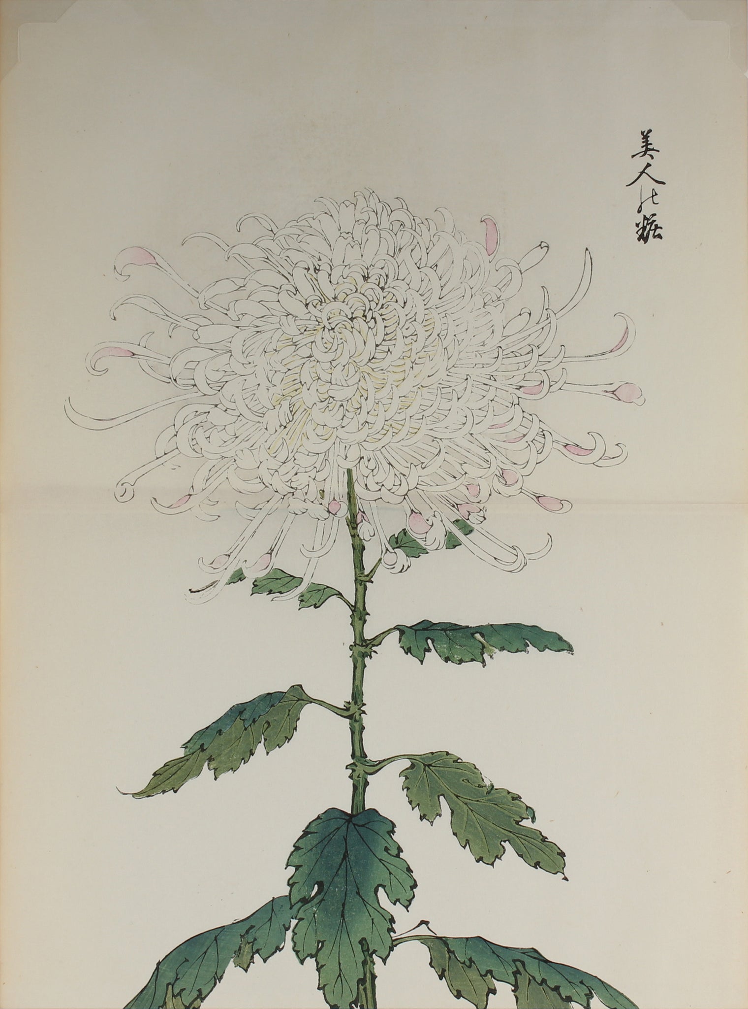 100 chrysanthemums by Keika - p73