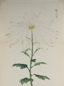 100 chrysanthemums by Keika - p74